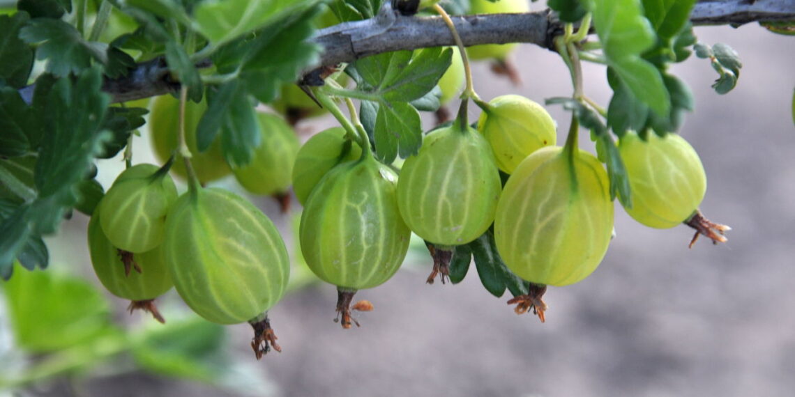 Veja como é simples e saudável ter um cultivo de groselha direto de seu quintal!