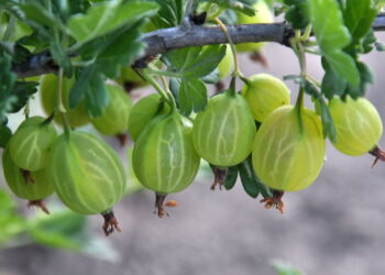 Veja como é simples e saudável ter um cultivo de groselha direto de seu quintal!