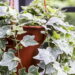 As 6 melhores plantas para eliminar odores e renovar o ar da casa