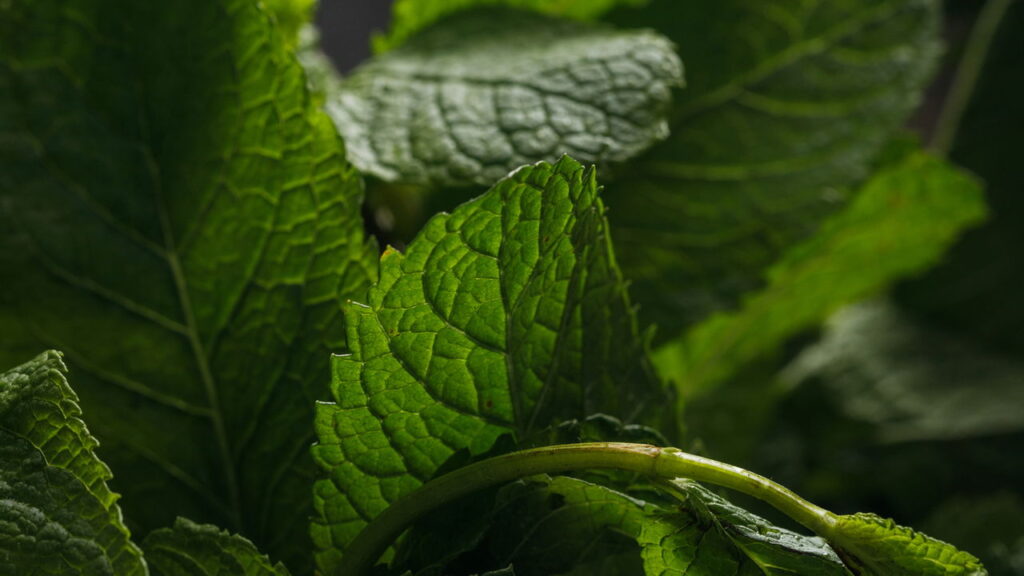 As melhores 3 plantas para manter longe o caramujo africano