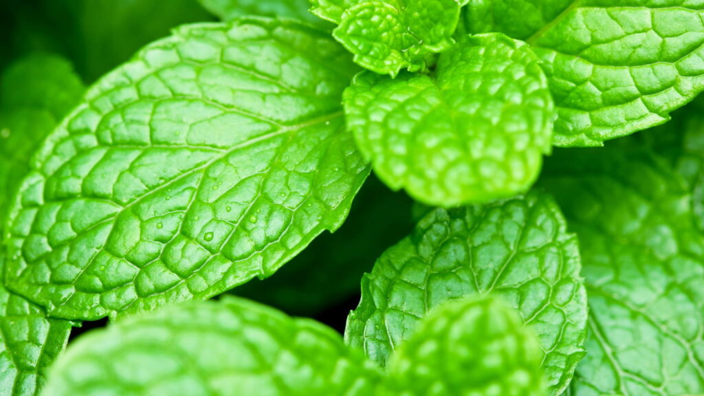 Redução de dores musculares e inflamações leves com efeito analgésico natural