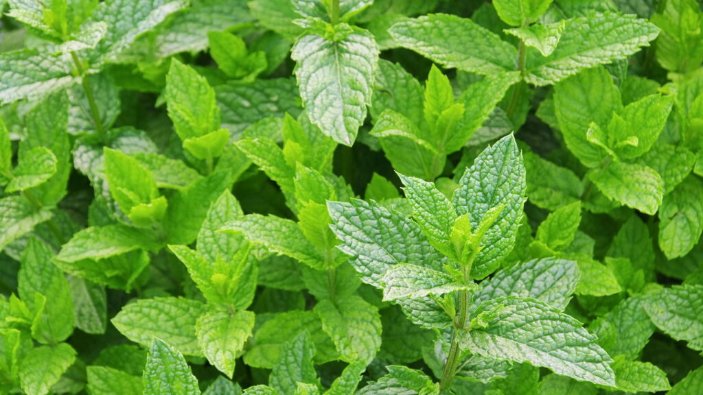 Infusão de menta que transforma cantos da casa em barreiras contra pragas.