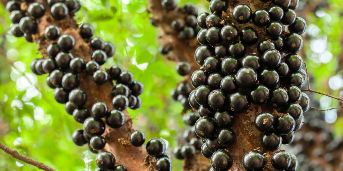 Semeie jabuticabeira em casa e maximize a produção de frutos com maturação acelerada
