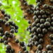Semeie jabuticabeira em casa e maximize a produção de frutos com maturação acelerada