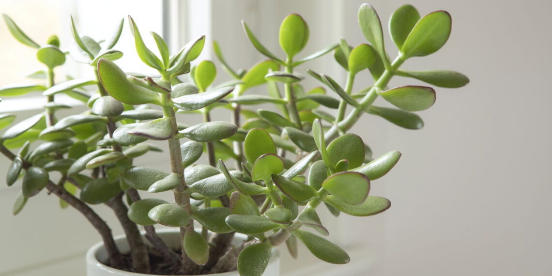 6 plantas que suportam variações bruscas de temperatura