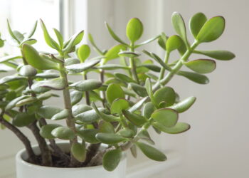 6 plantas que suportam variações bruscas de temperatura