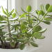 6 plantas que suportam variações bruscas de temperatura