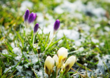 As 3 plantas mais resistentes ao frio para jardins no inverno