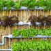 As 3 melhores plantas para montar um jardim vertical duradouro