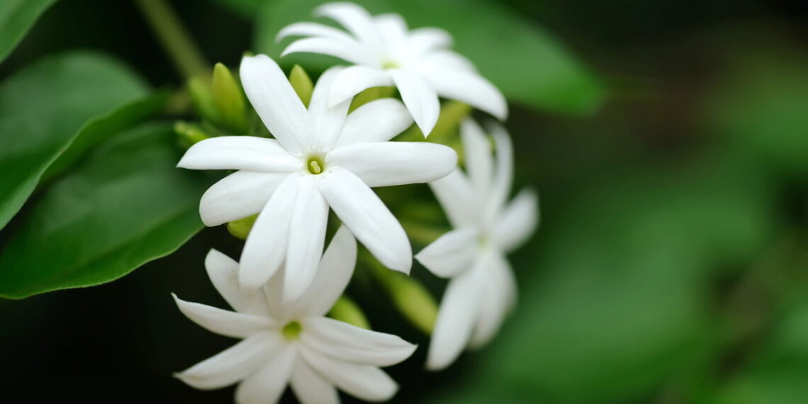 As 4 plantas que mais atraem paz e harmonia para sua casa