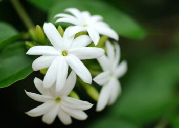 As 4 plantas que mais atraem paz e harmonia para sua casa