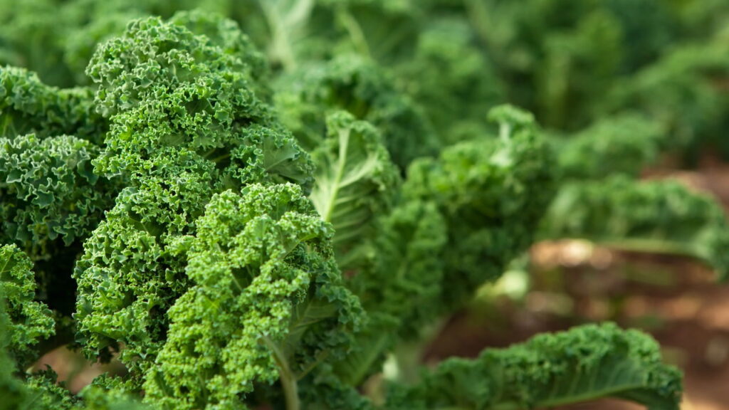 As 5 melhores plantas para cultivar no inverno com sucesso