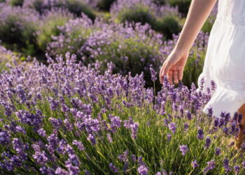 Planta aromática com propriedades medicinais pode ser cultivada de forma simples!