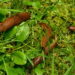 7 plantas que ajudam a se livrar de lesmas sem usar produtos químicos