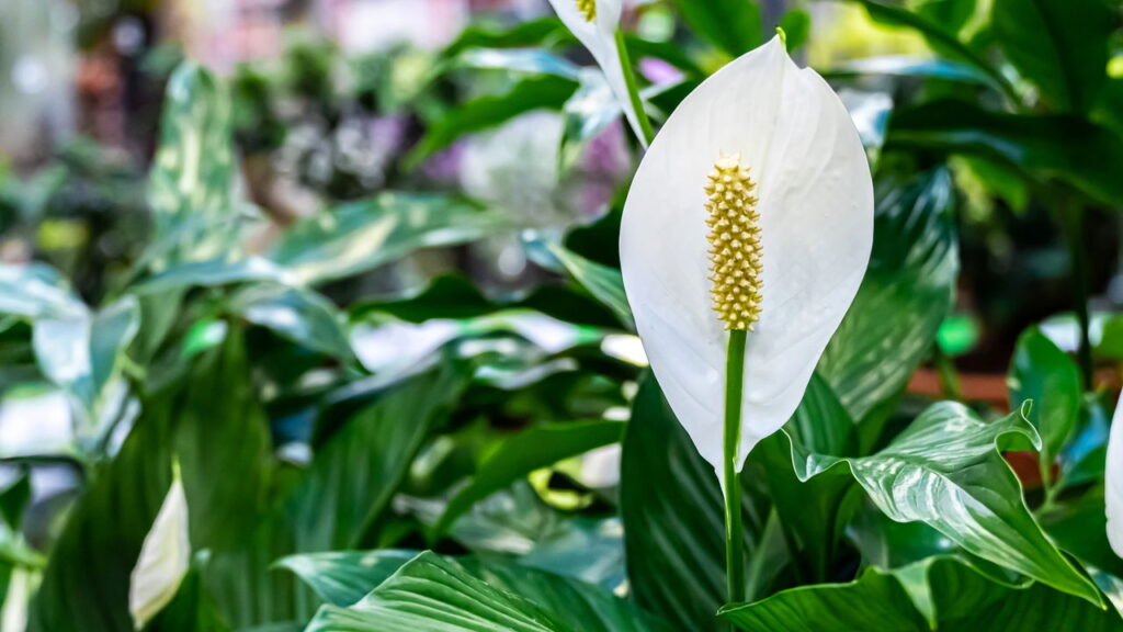 As 5 plantas que mais atraem dinheiro segundo o Feng Shui