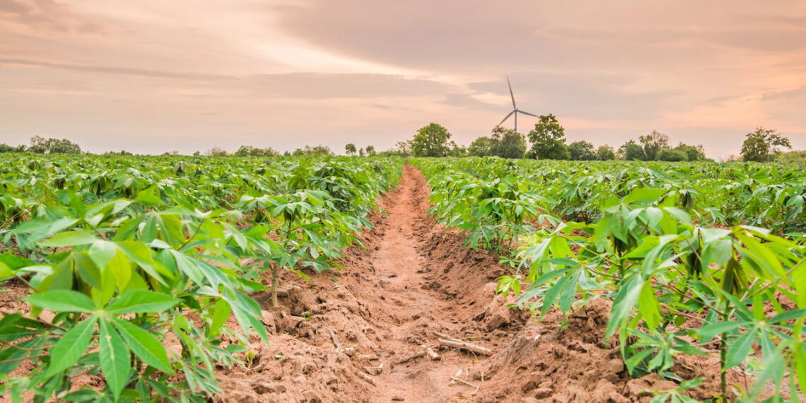 Uma das raízes mais versáteis e nutritivas pode ser cultivada com sucesso no seu quintal!