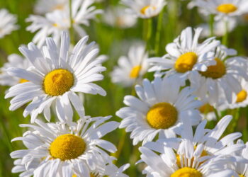 Aprenda a ter e cultivar uma das flores mais lindas do mundo em seu quintal!