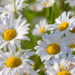 Aprenda a ter e cultivar uma das flores mais lindas do mundo em seu quintal!