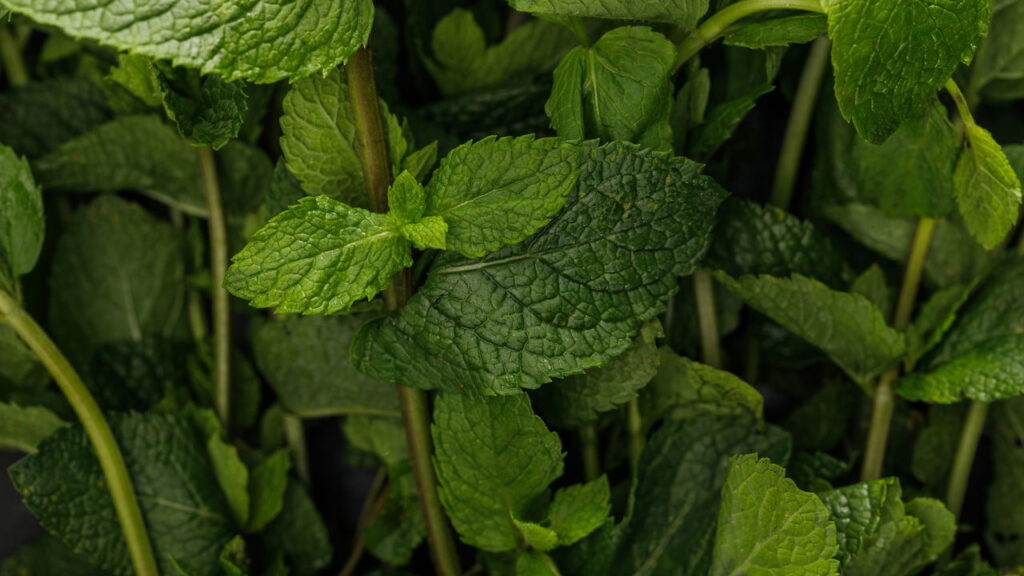As 3 plantas para mandar os pulgões para longe do seu jardim