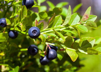 Fruta doce e intensa conquista os brasileiros com um cultivo fascinante