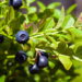 Fruta doce e intensa conquista os brasileiros com um cultivo fascinante