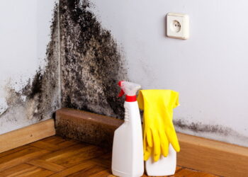 As 5 melhores plantas para acabar com o mofo dentro de casa