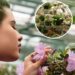As 5 plantas que mais perfumam sua casa naturalmente!