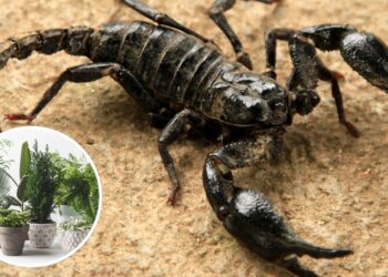 As 3 plantas que atraem escorpiões e não devem ficar no seu jardim
