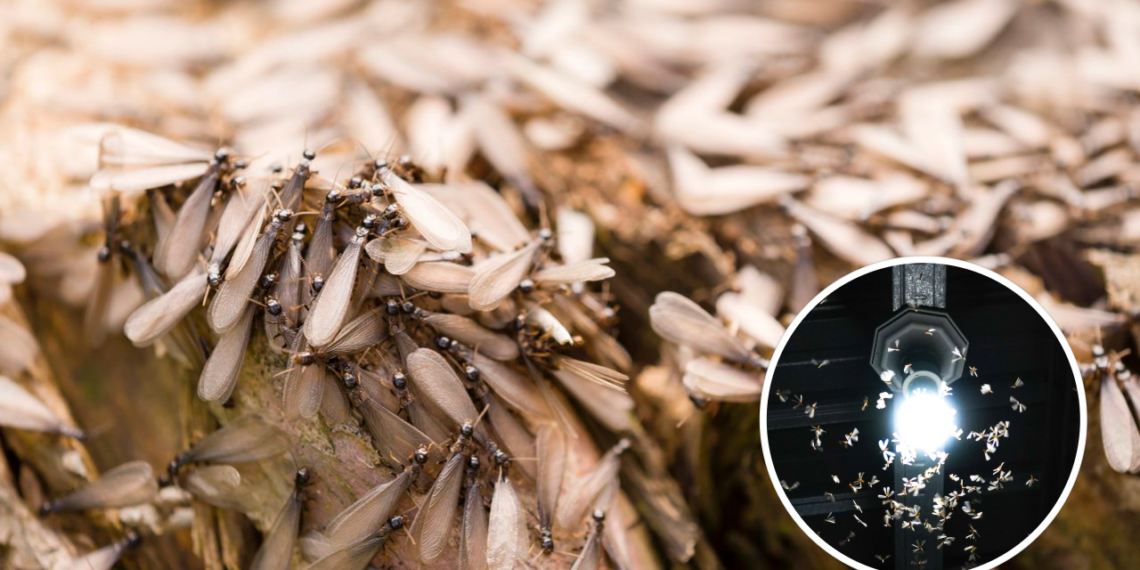 Adeus mosquitinhos de luz! Saiba o segredo para evitar essa infestação que muitos ignoram em casa