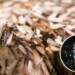 Adeus mosquitinhos de luz! Saiba o segredo para evitar essa infestação que muitos ignoram em casa