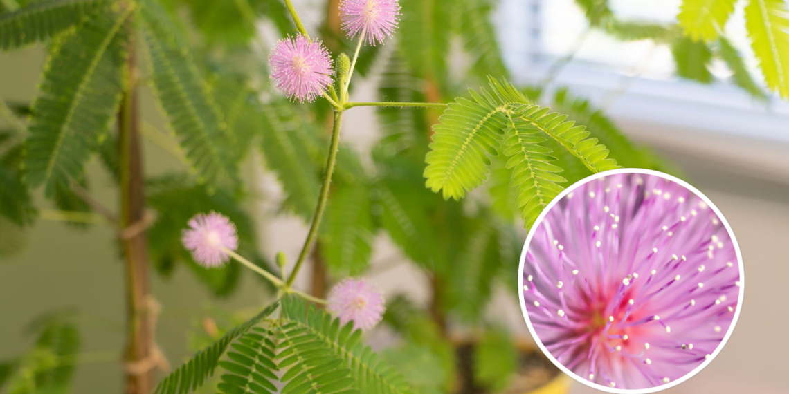 É uma das plantas mais raras do planeta e suas flores vão te surpreender