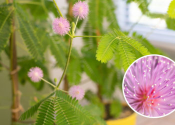 É uma das plantas mais raras do planeta e suas flores vão te surpreender