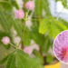 É uma das plantas mais raras do planeta e suas flores vão te surpreender