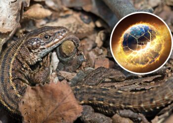 Eles resistiram ao apocalipse dos dinossauros e ainda vivem entre nós