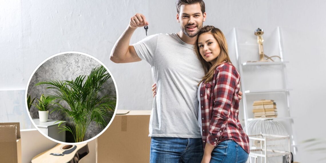 As 5 plantas mais práticas para quem acabou de se mudar