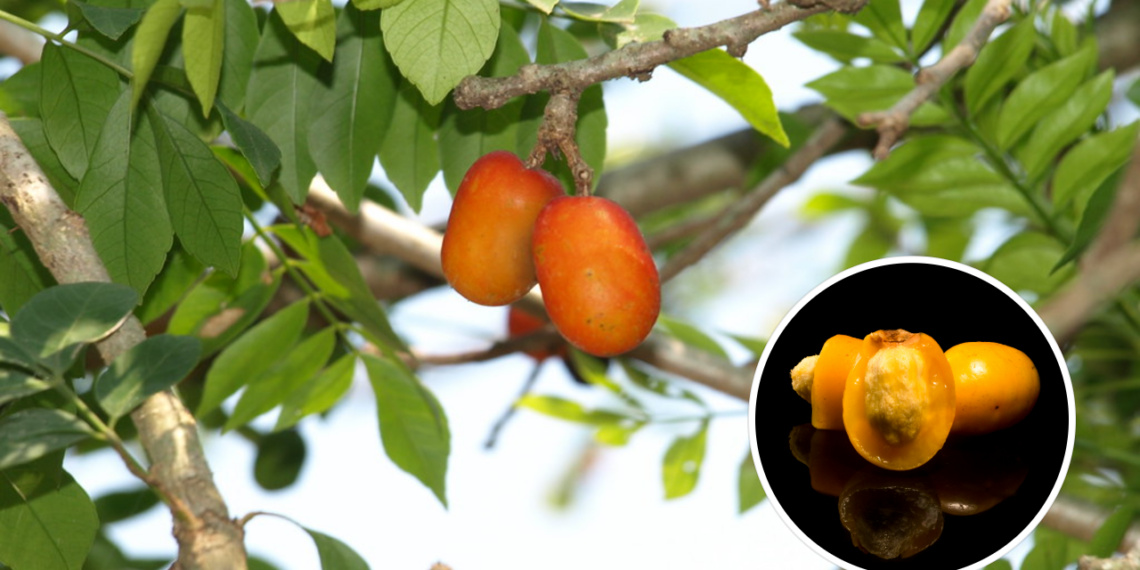 A fruta para plantar em casa que dá frutos o ano todo