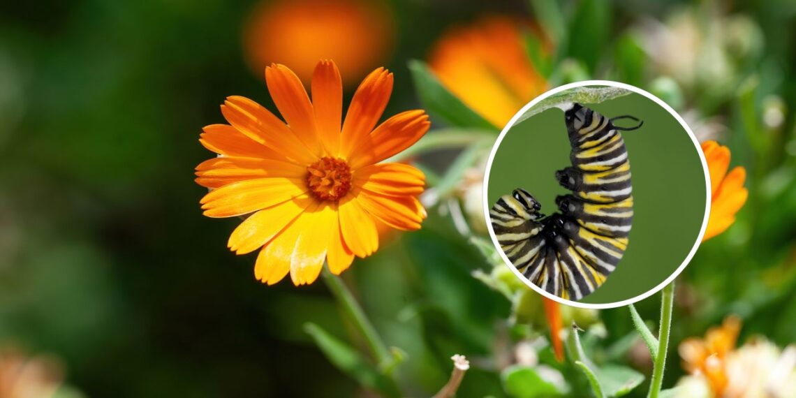 As 4 plantas que repelem lagartas e lesmas do seu jardim