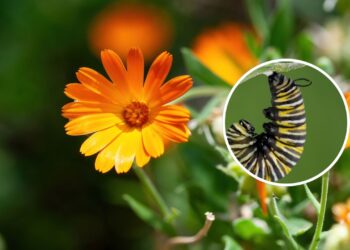 As 4 plantas que repelem lagartas e lesmas do seu jardim