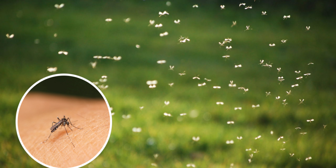 Aromas intensos que desorientam o olfato dos mosquitos e impedem sua aproximação