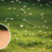 Aromas intensos que desorientam o olfato dos mosquitos e impedem sua aproximação