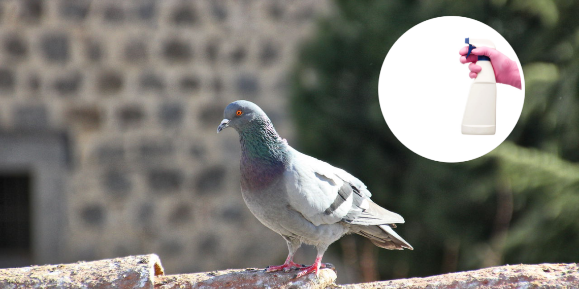 Uso de vinagre, alho e pimenta como alternativa segura e ecológica no controle de aves urbanas