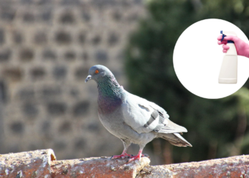 Uso de vinagre, alho e pimenta como alternativa segura e ecológica no controle de aves urbanas