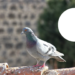 Uso de vinagre, alho e pimenta como alternativa segura e ecológica no controle de aves urbanas