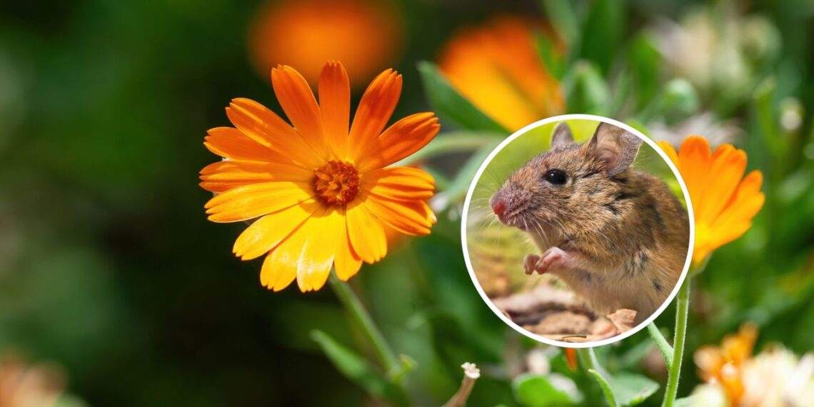 As 5 plantas mais eficientes para afastar ratos do seu quintal