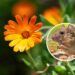 As 5 plantas mais eficientes para afastar ratos do seu quintal