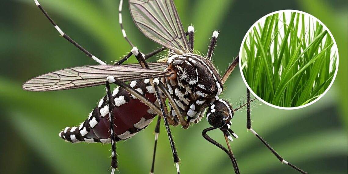 As 3 melhores plantas contra mosquito da dengue em casa