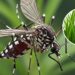 As 3 melhores plantas contra mosquito da dengue em casa
