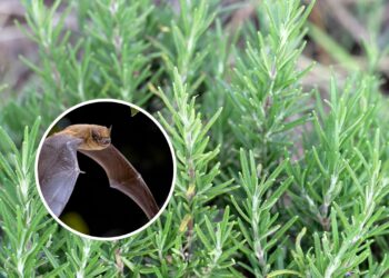 4 plantas que realmente afastam morcegos da sua casa