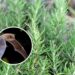 4 plantas que realmente afastam morcegos da sua casa