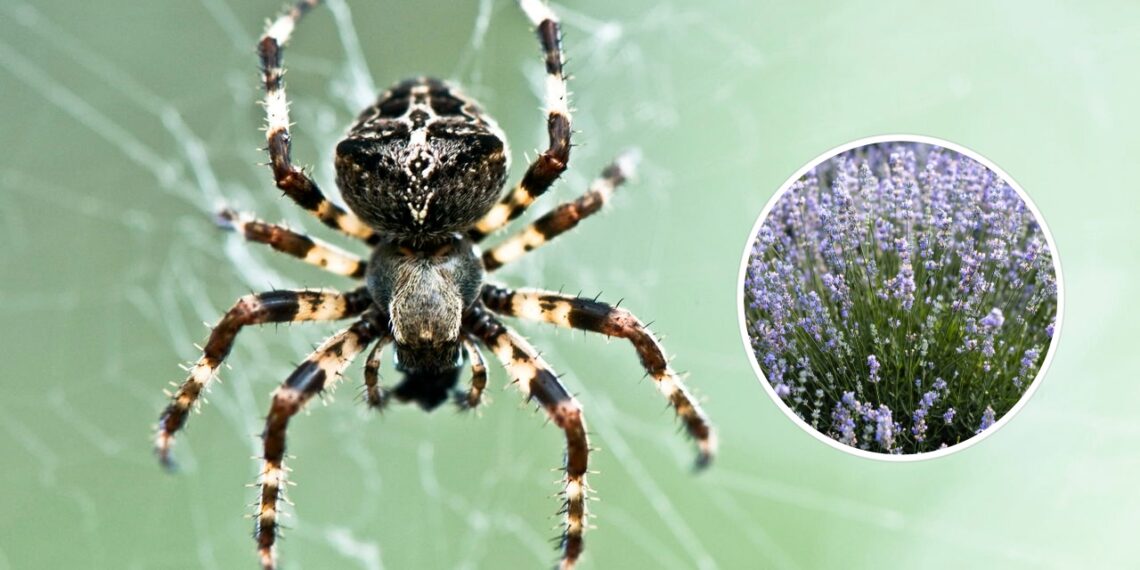 As 3 plantas que afastam aranhas naturalmente da sua casa